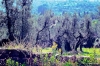 grassina219_26