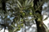 mercatale03_021027