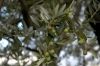 mercatale04_021027