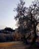 monteloro831101a45