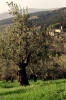 montemorello84110469
