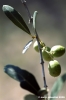 olivo03_060908