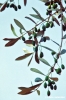 olive182_04