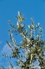 olive221_15