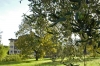 olive_vlm56