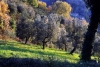 oliveta841106a69