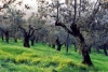 oliveta841108b69