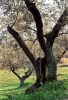 oliveta850103a69