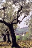 olivi221_12