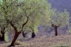 olivi258_15