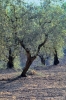 olivi258_17