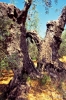 olivi296_10