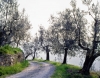 olivi840424b45