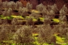 olivi936_29