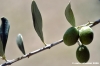 olivo08_060908