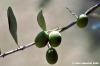 olivo10_060908