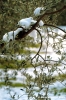 olivo_neve2