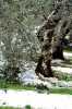 olivo_neve5
