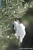 olivo_neve6