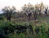 pontassieve850630a45