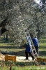 raccolta_olive001