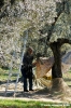 raccolta_olive002