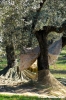 raccolta_olive003