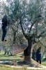 raccolta_olive004
