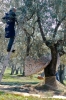 raccolta_olive005