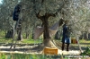raccolta_olive007