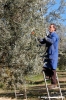 raccolta_olive009