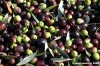 raccolta_olive010