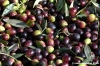 raccolta_olive011