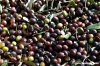 raccolta_olive014
