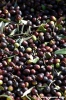 raccolta_olive015
