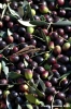 raccolta_olive016