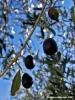 raccolta_olive02