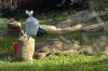 raccolta_olive1