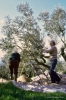 raccolta_olive220_29
