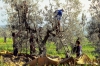 raccolta_olive221_28