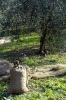 raccolta_olive4