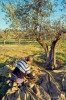 raccolta_olive508_49