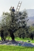 raccolta_olive84110169
