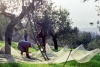 raccolta_olive841102c69