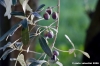 ramoscello_ulivo002