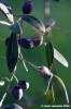 ramoscello_ulivo003