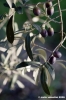 ramoscello_ulivo005