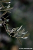 ramoscello_ulivo6