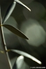 ulivo01