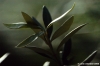 ulivo06